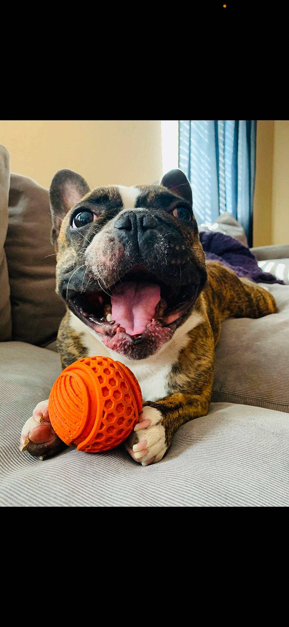 Jordy joined the competition — help win amazing prizes! bulldog, canidae, carnivore, comfort, companion_dog, curtain, dog, dog_breed, dog_supply, dog_toy, fawn, guard_dog, home_accessories, linens, old_english_bulldog, orange, snout, whiskers, window_treatment, working_animal