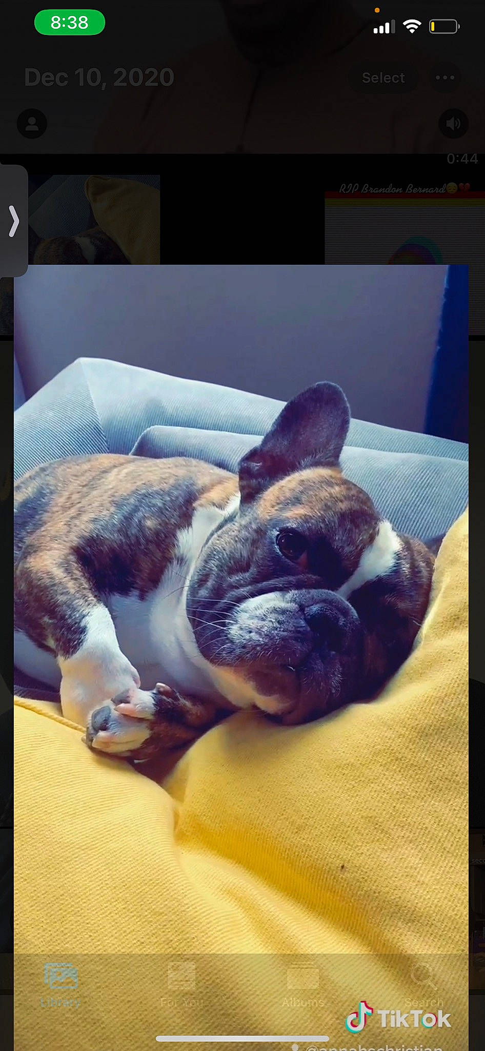 Jordy is registered to the contest to win money with this photo: boston_terrier, bulldog, canidae, carnivore, comfort, companion_dog, dog, dog_breed, fawn, linens, liver, molosser, non_sporting_group, old_english_bulldog, snout, square, whiskers, working_animal, working_dog