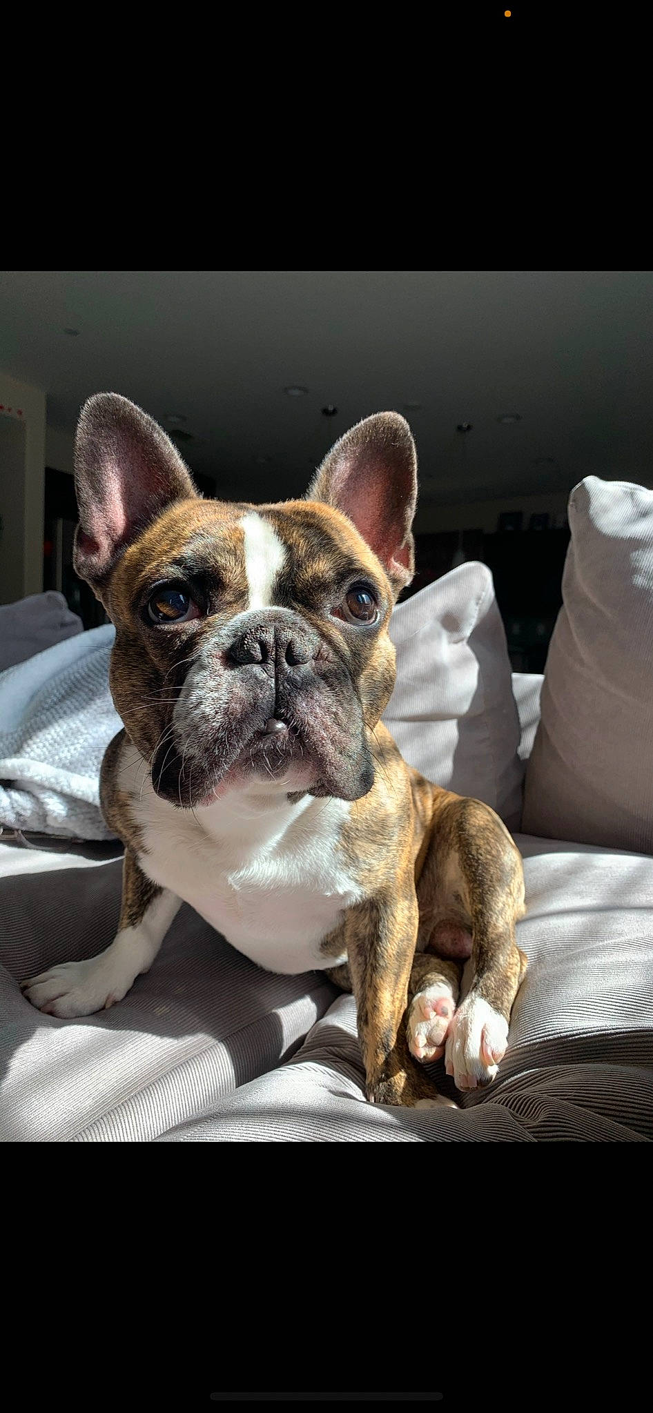 Jordy joined the competition — help win amazing prizes! bulldog, canidae, carnivore, collar, companion_dog, dog, dog_breed, dog_collar, fawn, french_bulldog, liver, molosser, non_sporting_group, snout, toy_dog, whiskers, working_animal, working_dog