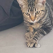 Azzard a rejoint le concours — aidez-le/la à gagner de superbes lots ! animal, cat, claws, closeup, curious, ears, eyes, fabric, face, feline, fur, indoor, light, paw, pet, resting, soft_surface, striped_fur, tabby_cat, whiskers