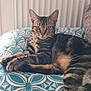 Azzard a rejoint le concours — aidez-le/la à gagner de superbes lots ! animal, cat, closeup, cushion, cute, domestic_cat, ears, feline, fur, indoor, looking_at_camera, mammal, pattern, paws, pet, relaxed, resting, striped, tabby_cat, whiskers
