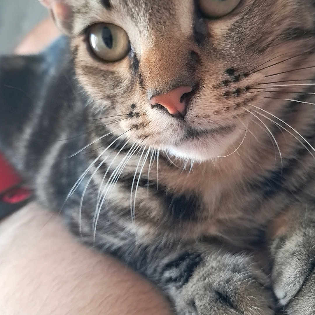Azzard participe au concours pour gagner de l'argent avec cette photo : animal, cat, close_up, curious, domestic, ears, eyes, feline, fur, human, indoor, mammal, natural_light, paws, pet, portrait, resting, skin, tabby, whiskers