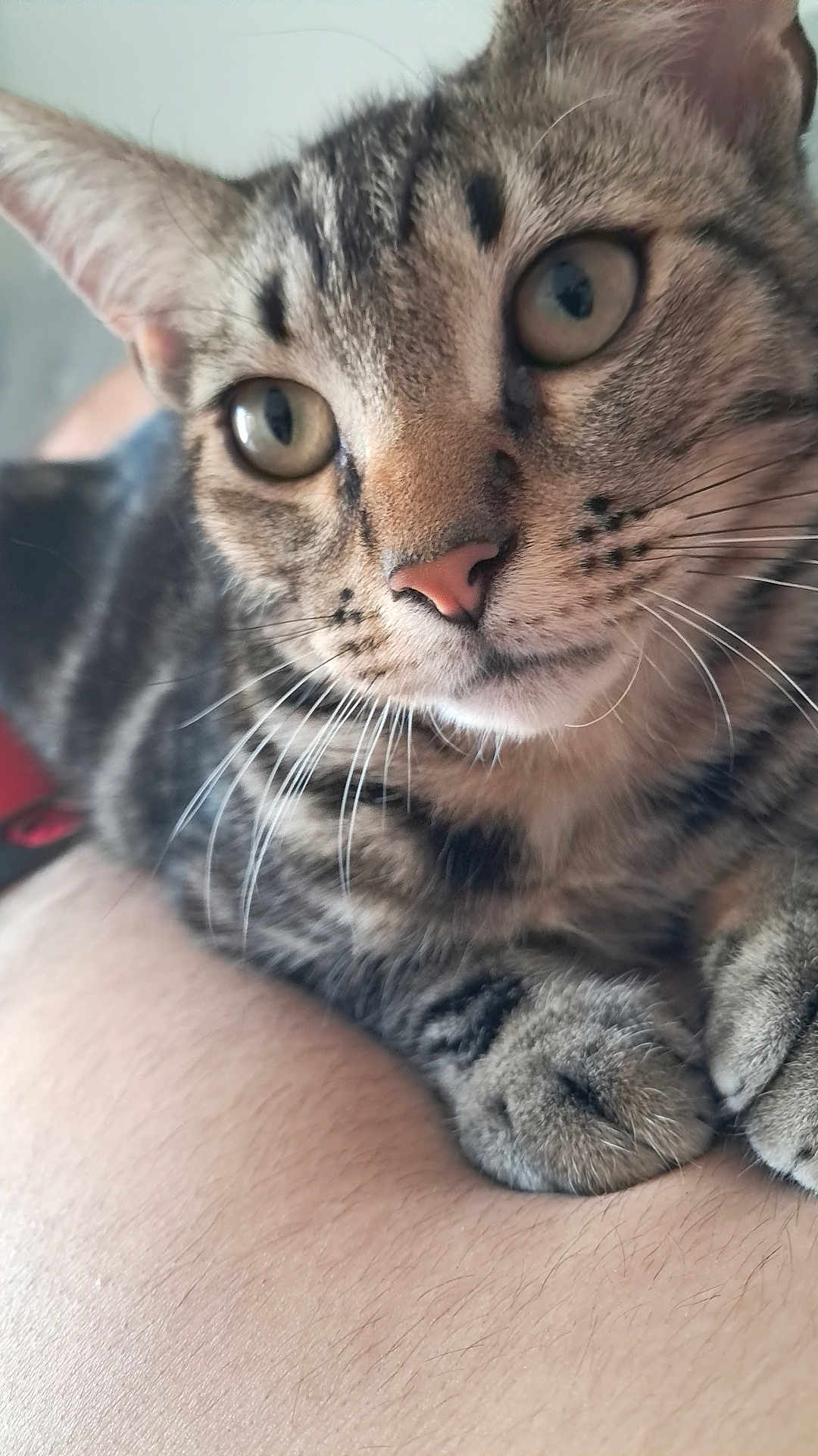 Azzard participe au concours pour gagner de l'argent avec cette photo : cat, tabby, close_up, pet, animal, whiskers, fur, eyes, ears, paws, resting, curious, domestic, mammal, indoor, skin, human, natural_light, portrait, feline