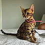 bengal_cat, kitten, pet, animal, feline, spotted_fur, striped_fur, pink_collar, bed, white_bedspread, indoor, curious, young_cat, sitting, whiskers, ears, tail, closeup, domestic_cat, cute