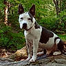 Gunner is registered to the contest to win money with this photo: alert, animal, black_and_white, canine, cute, daylight, dog, ears, forest, fur, greenery, mammal, nature, outdoor, pet, portrait, rock, sitting, tree, wildlife