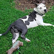 Gunner is registered to the contest to win money with this photo: animal, black_and_white, canine, collar, daytime, dog, ears, fur, grass, lawn, nature, outdoor, pet, playful, plush_toy, relaxed, resting, summer, tail, toy