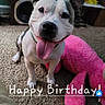 Gunner joined the competition — help win amazing prizes! animal, birthday_text, canine, carpet, curtain, cute, dog, ears, friendly, fur, happy, indoor, living_room, pet, pink, playful, plush_toy, smiling, speaker, tongue_out