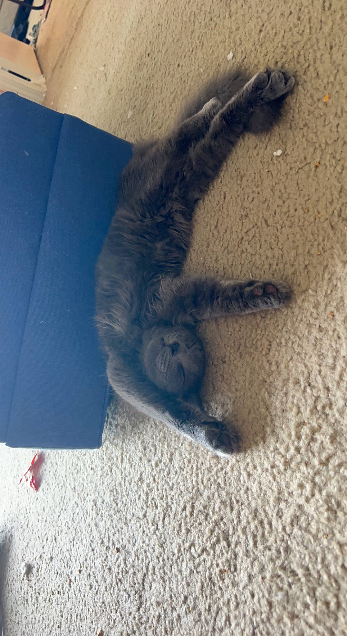 Smokey is registered to the contest to win money with this photo: canidae, cloud, dog_breed, felidae, foot, fur, gesture, grey, human_leg, landscape, paw, sand, shadow, sky, snout, soil, sporting_group, tail, terrestrial_animal, tints_and_shades