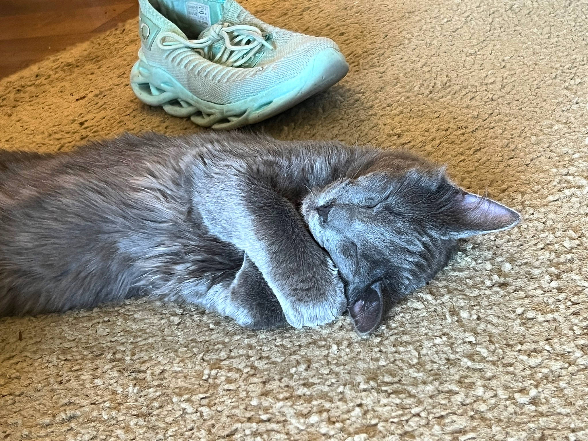 Smokey joined the competition — help win amazing prizes! carnivore, cat, comfort, dog_breed, domestic_short_haired_cat, electric_blue, felidae, flooring, fur, grass, grey, human_leg, outdoor_shoe, sand, small_to_medium_sized_cats, soil, tail, terrestrial_animal, walking_shoe, whiskers