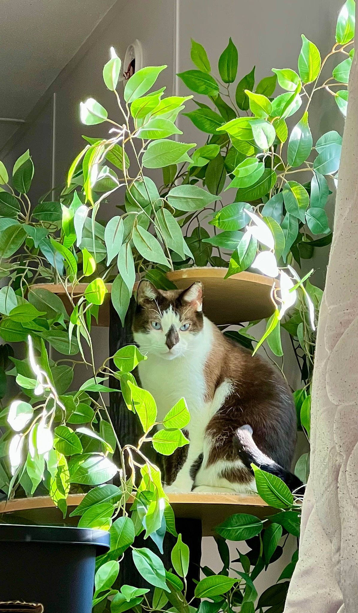 Dippy is registered to the contest to win money with this photo: branch, carnivore, cat, domestic_short_haired_cat, felidae, fur, grass, herb, houseplant, plant, plant_stem, sitting, small_to_medium_sized_cats, tail, tree, twig, whiskers, wood