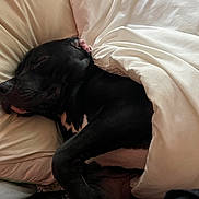 Nos is registered to the contest to win money with this photo: animal, bed, bedroom, blanket, bulldog, canine, couch, cushion, dog, furniture, homedecor, hound, indoors, labradorretriever, person, pet, pitbull, pointer, puppy, sleeping