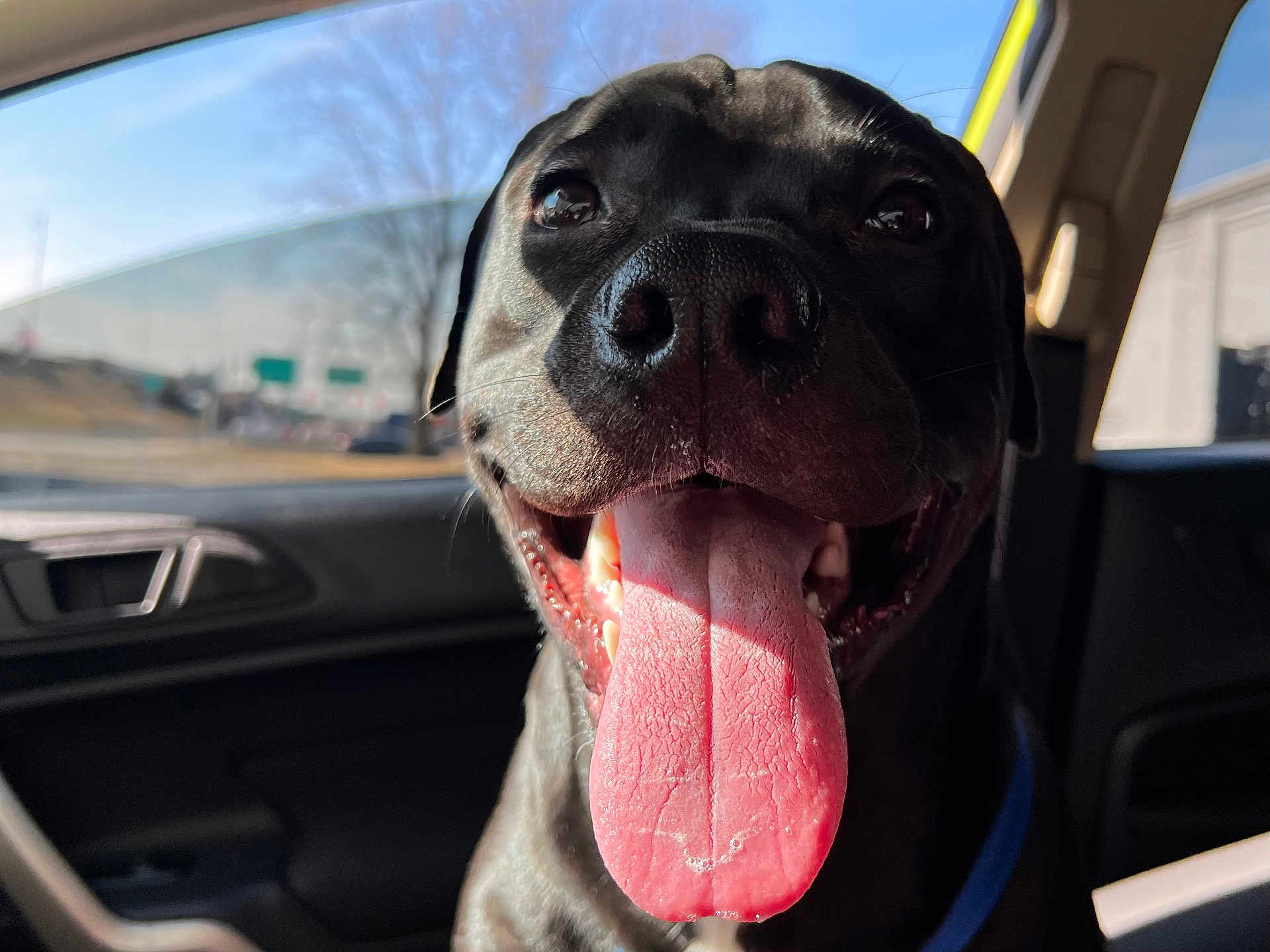 Nos is registered to the contest to win money with this photo: alloywheel, animal, bodypart, canine, car, carwheel, dog, hound, labradorretriever, machine, mouth, person, pet, puppy, spoke, tire, tongue, transportation, vehicle, wheel