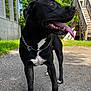 Nos is registered to the contest to win money with this photo: animal, architecture, building, canine, city, dog, grass, house, housing, labradorretriever, outdoors, pet, plant, puppy, road, shelter, staircase, street, tree, urban