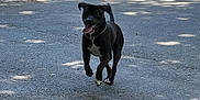 Nos is registered to the contest to win money with this photo: accessories, animal, architecture, bulldog, canine, car, city, dog, hound, path, pet, pitbull, road, strap, street, tarmac, transportation, urban, vehicle, window
