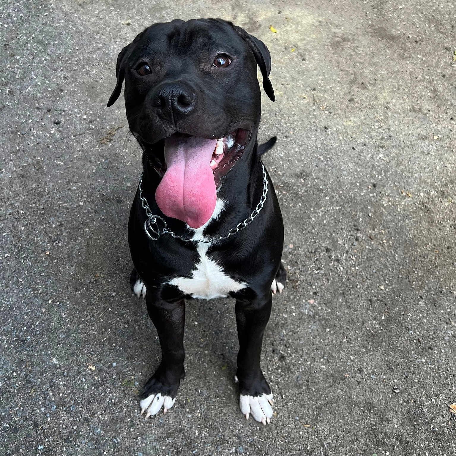 Nos is registered to the contest to win money with this photo: accessories, animal, bodypart, boxer, bulldog, canine, dog, face, grass, head, hound, labradorretriever, mouth, person, pet, pitbull, plant, puppy, strap, tongue