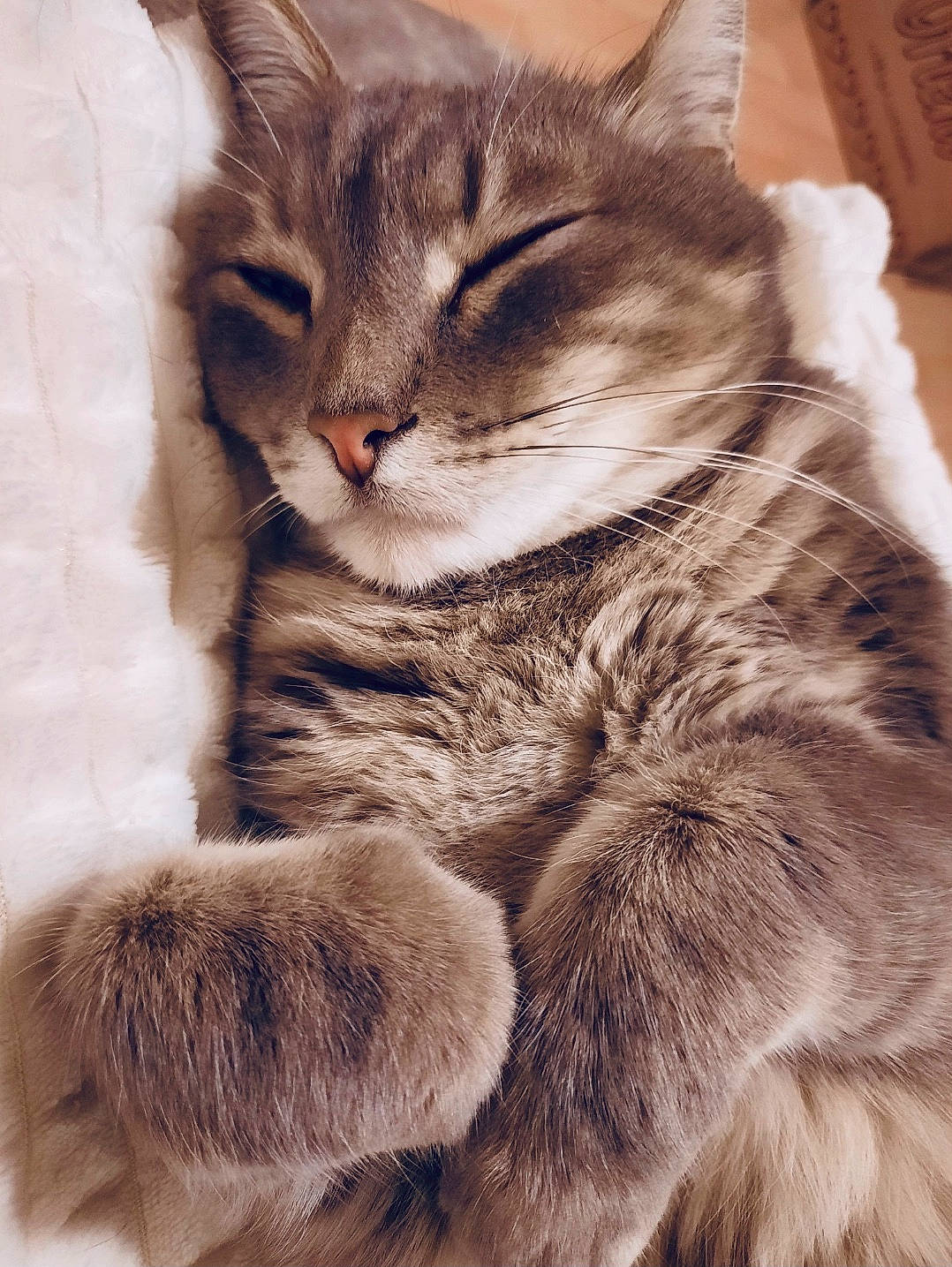 Sheldon participe au concours pour gagner de l'argent avec cette photo : carnivore, cat, claw, comfort, domestic_short_haired_cat, fawn, felidae, fur, paw, photo_caption, sitting, small_to_medium_sized_cats, snout, tail, terrestrial_animal, whiskers, window