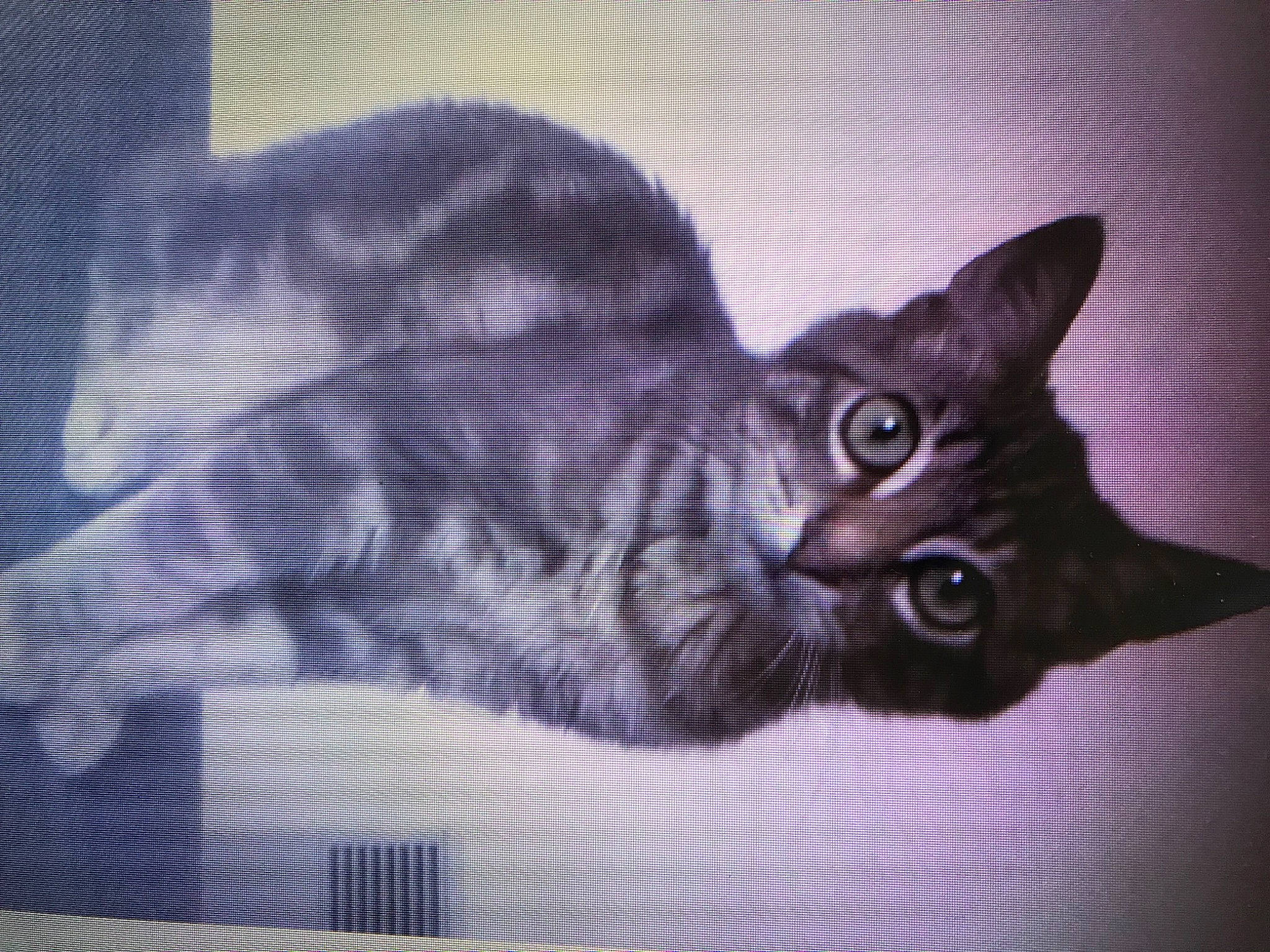 Sheldon participe au concours pour gagner de l'argent avec cette photo : art, black_cat, carnivore, cat, darkness, domestic_short_haired_cat, eye, felidae, fur, grey, monochrome, monochrome_photography, paw, photo_caption, small_to_medium_sized_cats, snout, square, tail, visual_arts, whiskers