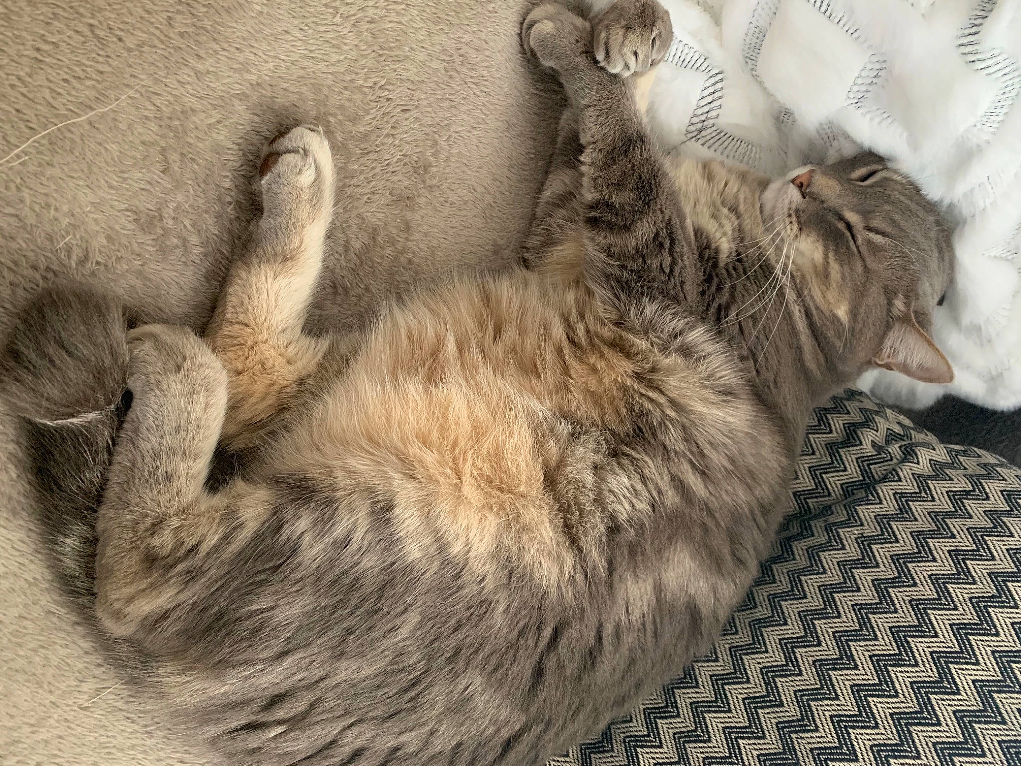 Sheldon participe au concours pour gagner de l'argent avec cette photo : art, carnivore, cat, claw, comfort, companion_dog, dog_breed, domestic_short_haired_cat, fawn, felidae, fur, liver, nap, paw, small_to_medium_sized_cats, snout, tail, terrestrial_animal, whiskers, wildlife