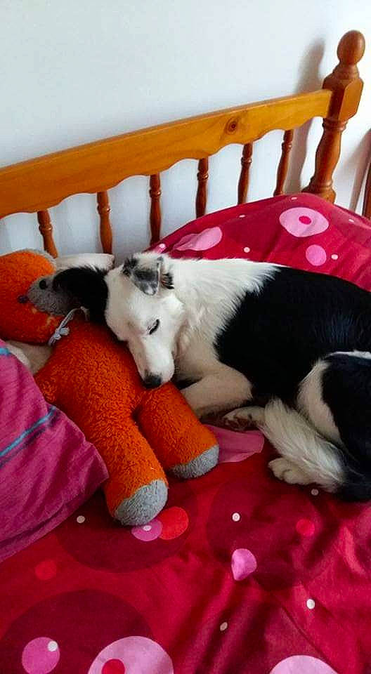 Whey a rejoint le concours — aidez-le/la à gagner de superbes lots ! canidae, carmine, carnivore, comfort, companion_dog, dog_breed, felidae, flooring, fur, human_leg, lap, linens, nap, paw, room, small_to_medium_sized_cats, sporting_group, tail, toy, whiskers