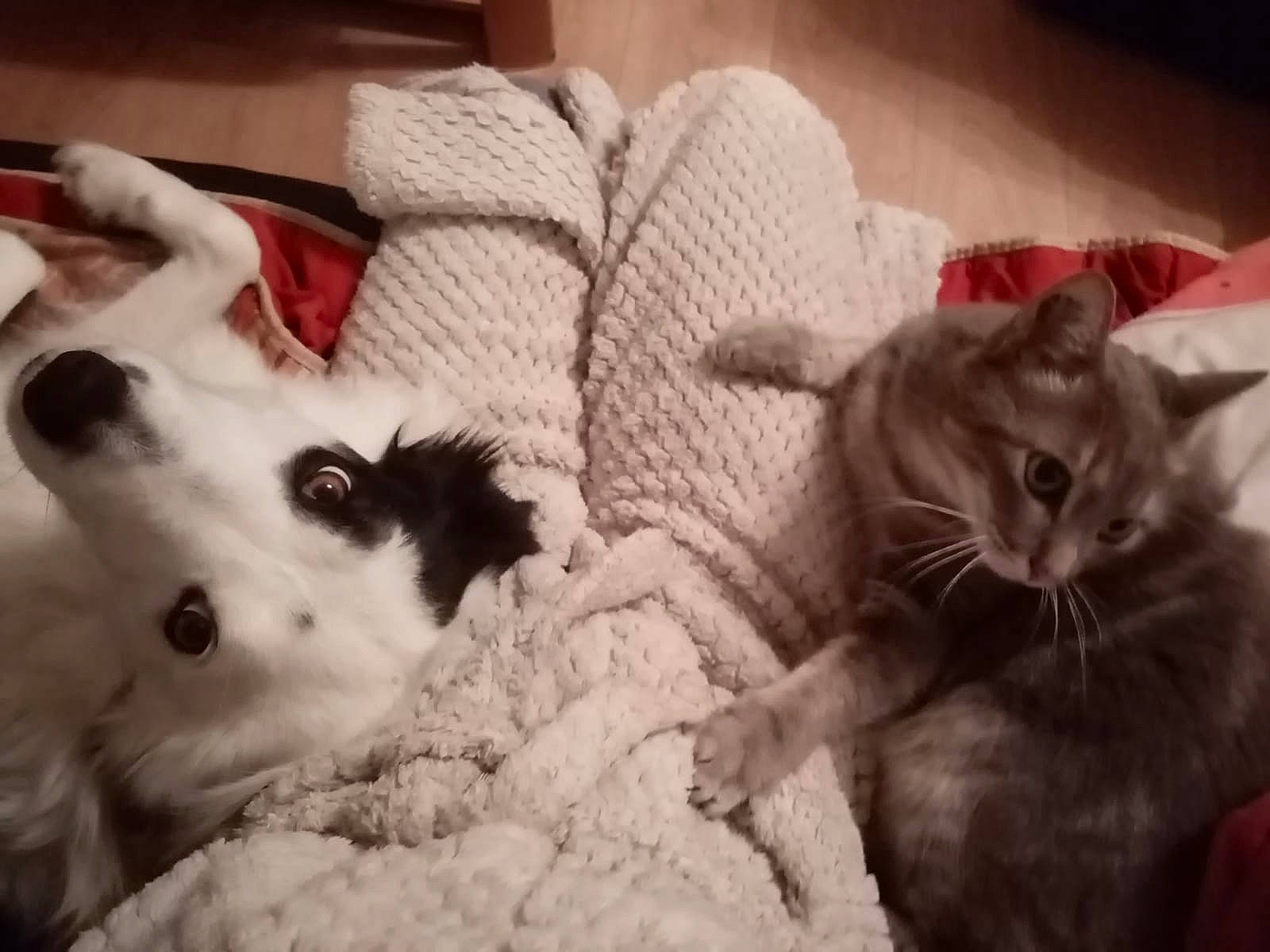 Whey participe au concours pour gagner de l'argent avec cette photo : carnivore, cat, comfort, companion_dog, domestic_short_haired_cat, ear, felidae, fur, monochrome, monochrome_photography, paw, russian_blue, small_to_medium_sized_cats, snout, terrestrial_animal, whiskers, working_animal