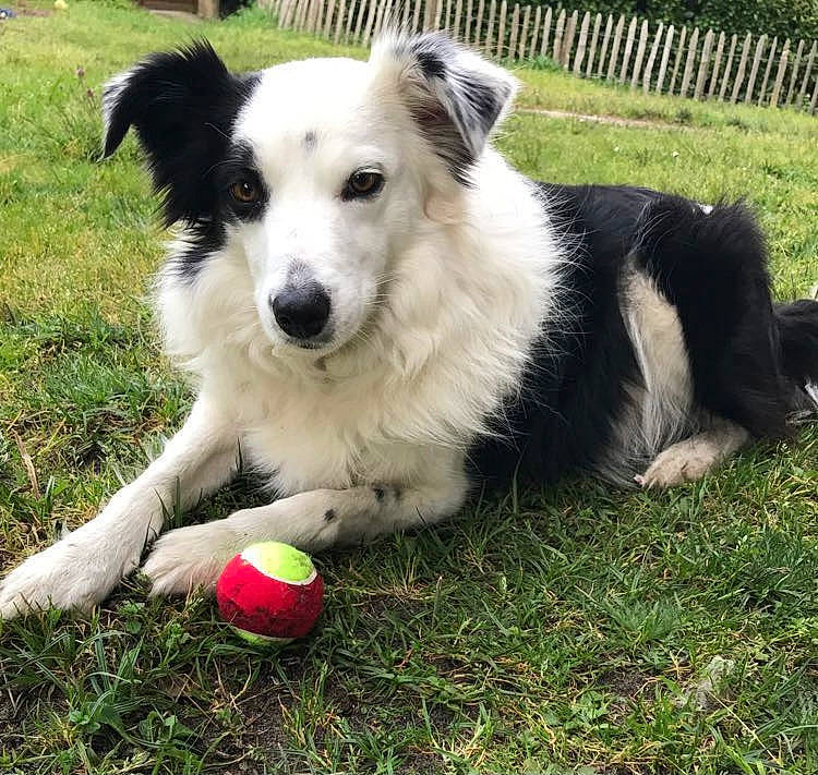 Whey participe au concours pour gagner de l'argent avec cette photo : australian_collie, ball, border_collie, carnivore, companion_dog, dog, dog_breed, dog_toy, fence, grass, herding_dog, plant, recreation, snout, sporting_group, sports_equipment, tennis_ball, terrestrial_animal, vertebrate, working_dog