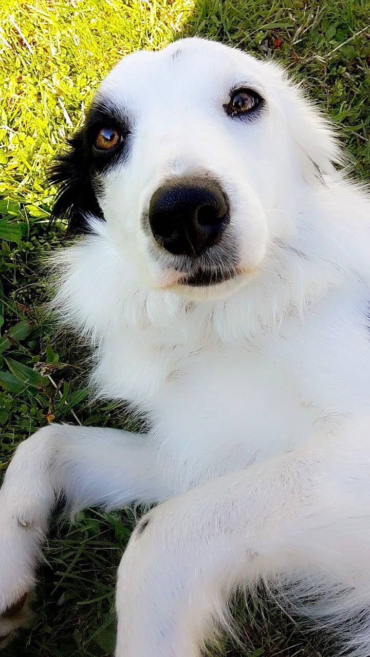 Whey participe au concours pour gagner de l'argent avec cette photo : ancient_dog_breeds, ball, canidae, carnivore, collar, companion_dog, dog, dog_breed, dog_collar, fang, grass, kuvasz, non_sporting_group, plant, polish_tatra_sheepdog, snout, sporting_group, whiskers, working_animal, working_dog