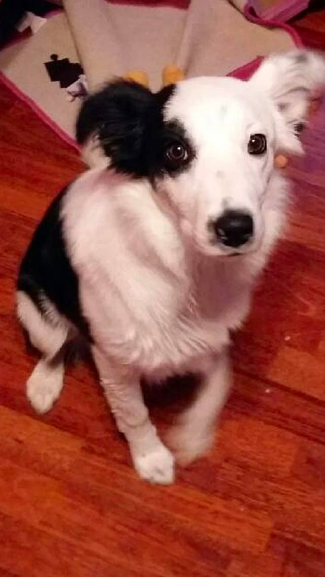 Whey participe au concours pour gagner de l'argent avec cette photo : canidae, carnivore, companion_dog, dog, dog_breed, floor, flooring, fur, hardwood, laminate_flooring, paw, sporting_group, tail, terrestrial_animal, varnish, whiskers, wood, wood_flooring, wood_stain, working_animal