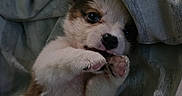 Charlie is registered to the contest to win money with this photo: puppy, dog, pet, cute, fluffy, lying_down, blanket, indoor, small_dog, paw, fur, playful, young, resting, cozy, animal, canine, sleepy, adorable, companion