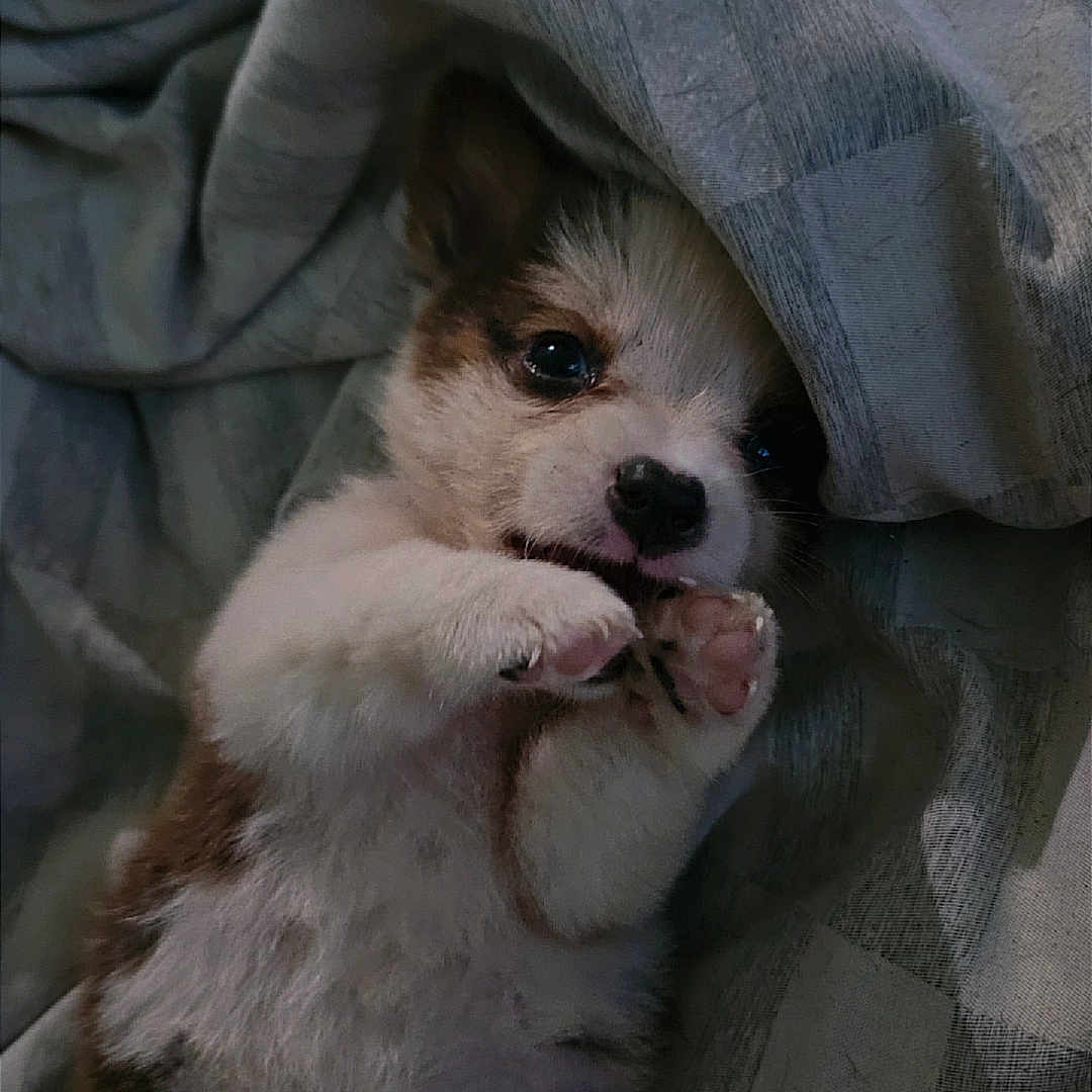 Charlie