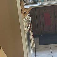 Baby is registered to the contest to win money with this photo: cat, orange_cat, kitchen, peeking, appliance, tile_floor, potted_plants, towels, curious, indoor, cabinet, window, sink, countertop, dish_soap, floor_mat, door, curiosity, domestic, pet