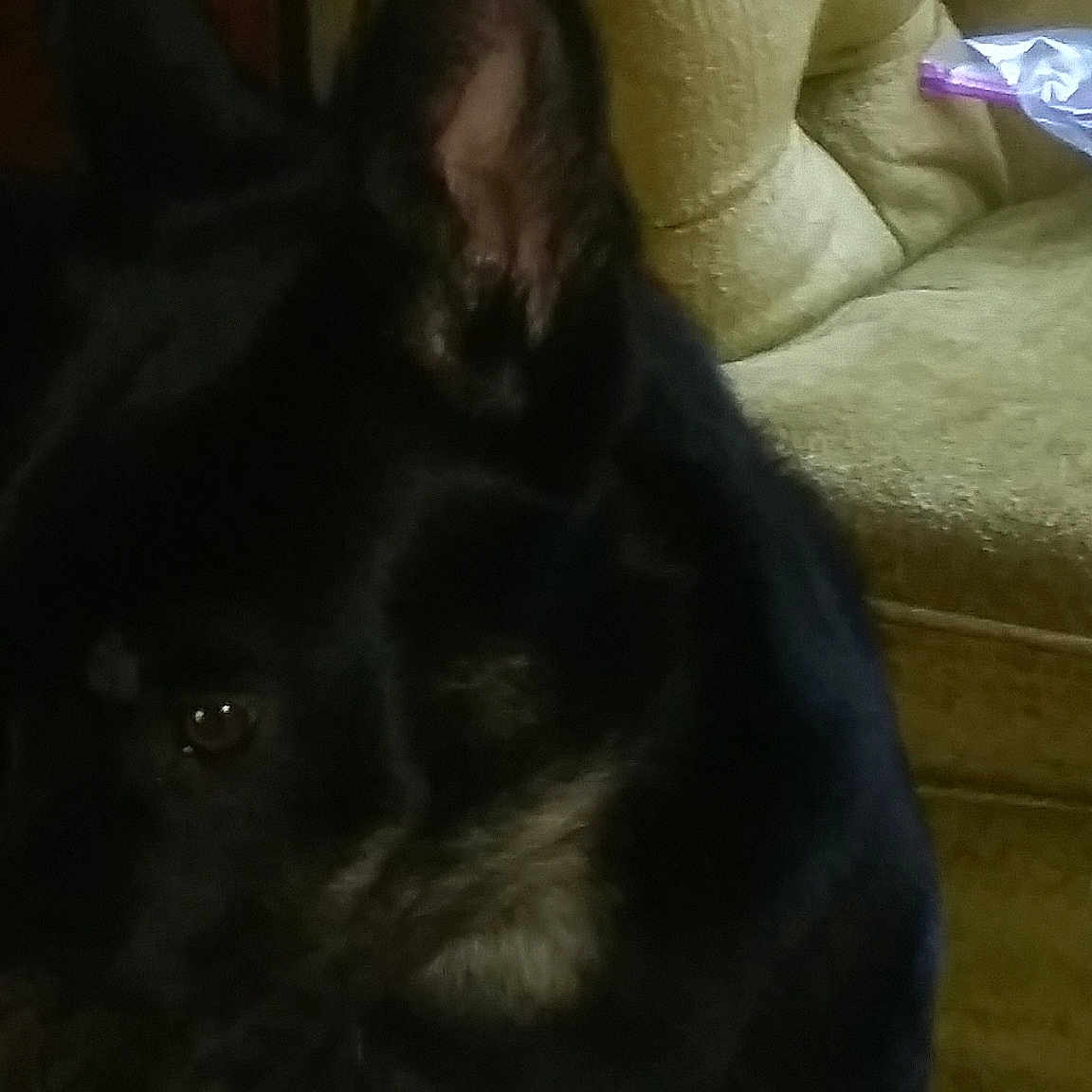 Scout