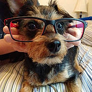 Monah joined the competition — help win amazing prizes! dog, puppy, small_dog, scruffy_dog, brown_fur, black_fur, white_fur, glasses, eyeglasses, funny, close_up, portrait, indoors, bed, bedspread, striped_fabric, pet, animal, nose, sitting