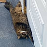 cat, fluffy, long_hair, tabby, brown, white_chest, green_eyes, upside_down, lying_down, indoor, hallway, carpet, door, doorway, home, pet, playful, funny_pose, whiskers, portrait