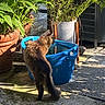 Muse joined the competition — help win amazing prizes! cat, fluffy_cat, tabby, animal, pet, outdoor, patio, garden, potted_plants, blue_bucket, water, sunlight, shadow, terracotta_pot, foliage, greenery, concrete, backyard, curious, standing