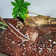 Muse is registered to the contest to win money with this photo: cat, feline, fluffy, fur, lying_down, belly_up, outdoor, garden, mulch, plant, leaves, tree_branch, soil, wood_chips, stones, wall, greenery, relaxed, playful, portrait