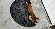 Muse is registered to the contest to win money with this photo: cat, lizard, animal, pet, furry, brown_cat, outdoor, doorway, welcome_mat, porch, concrete, garden, plant, flowers, red_flowers, reptile, resting, stretched_out, home_entrance, daylight