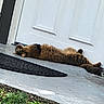Muse is registered to the contest to win money with this photo: cat, brown_cat, fluffy, fur, animal, pet, lying_down, upside_down, stretching, relaxed, eyes, paws, tail, doorstep, front_door, doormat, porch, outdoor, home, funny