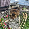 cat, sleeping, fluffy, brown_fur, animal, pet, garden, outdoors, stone_path, potted_plant, flowers, greenery, crocodile_statue, wildlife, relaxed, resting, front_yard, concrete, gravel, nature