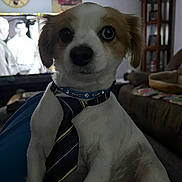 Tigger joined the competition — help win amazing prizes! dog, tie, collar, indoor, living_room, couch, television, black_and_white, pet, sitting, small_dog, furniture, decor, animal, cute, close_up, portrait, watching_tv, tie_knot, domestic