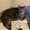 cat, tabby_cat, animal, pet, feline, indoor, blanket, sketchbook, colorful, mouse, computer, laptop, art, painting, brushstrokes, curious, relaxed, texture, closeup, resting