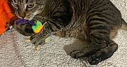 Jupiter is registered to the contest to win money with this photo: cat, tabby, pet, playing, toy, feathers, colorful, claw, paw, fur, whiskers, indoor, blanket, texture, cute, animal, mammal, resting, closeup, fun