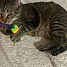 cat, tabby, pet, playing, toy, feathers, colorful, claw, paw, fur, whiskers, indoor, blanket, texture, cute, animal, mammal, resting, closeup, fun