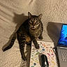 cat, tabby_cat, sketchbook, computer_mouse, laptop, blanket, indoor, pet, curious, paw, shadow, art_supplies, technology, closeup, feline, striped, whiskers, eyes, mouth_open, cozy