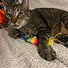 cat, tabby, pet, animal, feline, toy, colorful, blanket, soft_texture, indoor, relaxed, paw, striped, fur, cute, claw, resting, closeup, orange, patterned_fabric