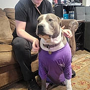 Riley is registered to the contest to win money with this photo: dog, pitbull, person, couch, purple_shirt, collar, dog_tag, living_room, carpet, sitting, leash, arm, hand, side_table, tumbler, sneaker, rug, furniture, portrait, indoor