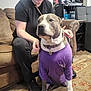 dog, pitbull, person, couch, purple_shirt, collar, dog_tag, living_room, carpet, sitting, leash, arm, hand, side_table, tumbler, sneaker, rug, furniture, portrait, indoor
