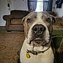 dog, pitbull, close_up, portrait, indoor, living_room, couch, carpet, collar, tag, snout, whiskers, brown_eyes, attentive, pet, domestic_animal, furniture, doorway, window, curtain