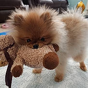 Yubin is registered to the contest to win money with this photo: animal, brown, carpet, close_up, cute, dog, ears, fluffy, furniture, indoor, living_room, nose, pet, playing, pomeranian, puppy, quilt, small_dog, stuffed_animal, toy