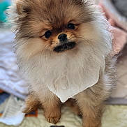 Yubin joined the competition — help win amazing prizes! puppy, dog, pomeranian, fluffy, cute, pet, animal, indoor, portrait, small_dog, fur, face, eyes, sitting, blanket, colorful, quilt, home, adorable, young