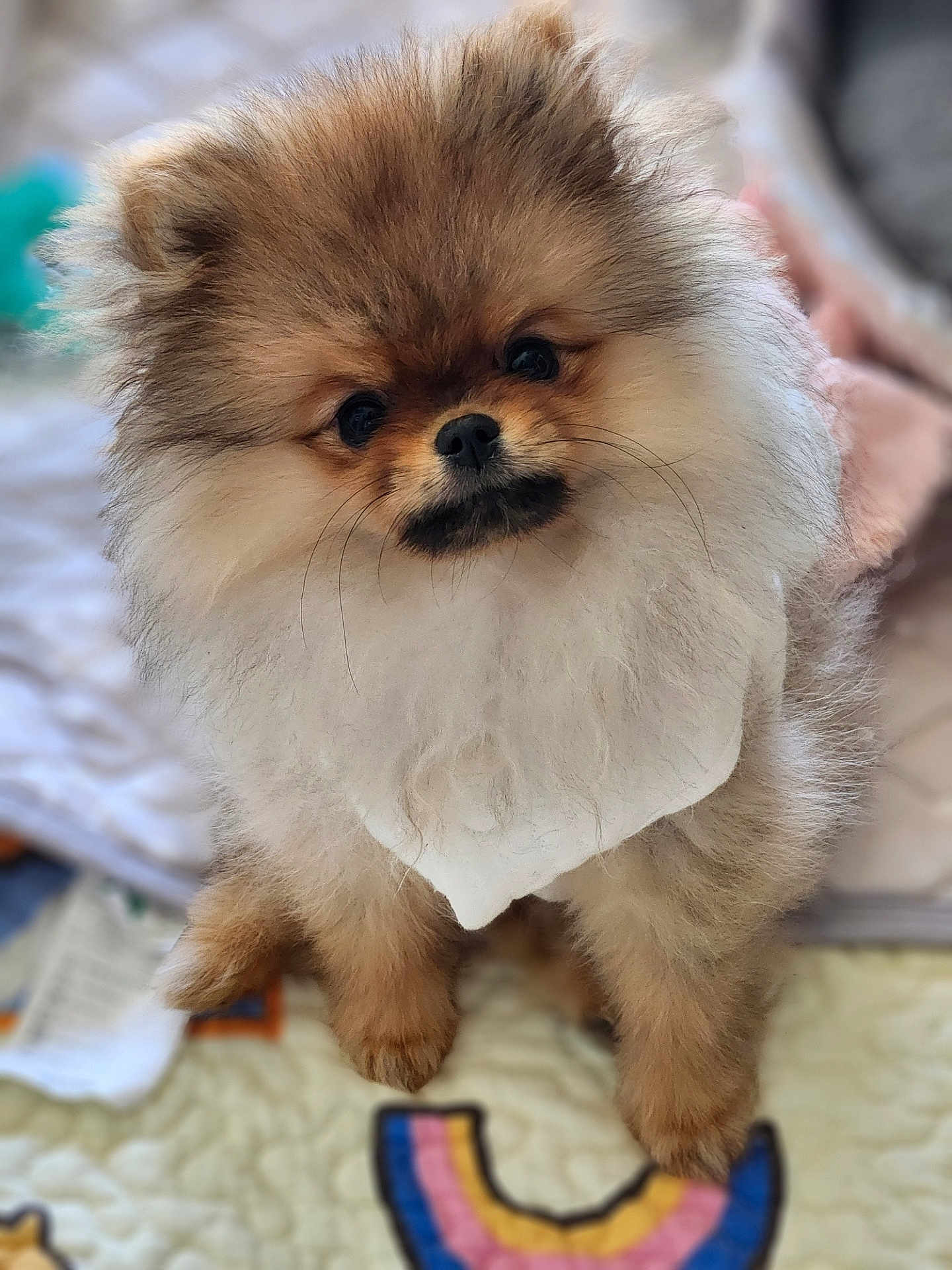 Yubin joined the competition — help win amazing prizes! puppy, dog, pomeranian, fluffy, cute, pet, animal, indoor, portrait, small_dog, fur, face, eyes, sitting, blanket, colorful, quilt, home, adorable, young